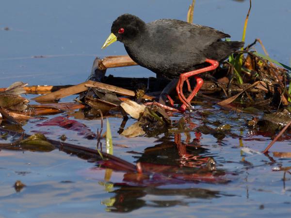 <h3><a href="/trips/safari/biota/animalia/chordata/aves/023 gruiformes/003 rallidae/amaurornis flavirostra/amaurornis flavirostra-nl.html">Amaurornis&nbsp;flavirostra</a> / Black&nbsp;crake / Zwart&nbsp;porseleinhoen</h3>OM-1 Mark II met OLYMPUS M.300mm F4.0, 1/2000 sec  bij F4.0, ISO 320, afstand 12.6&nbsp;m